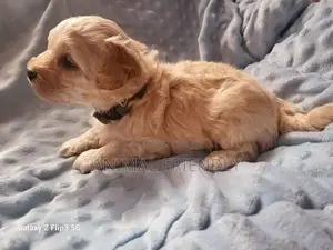 1-3 months Male Purebred Poodle
