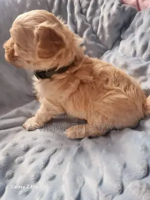 1-3 months Female Purebred Poodle
