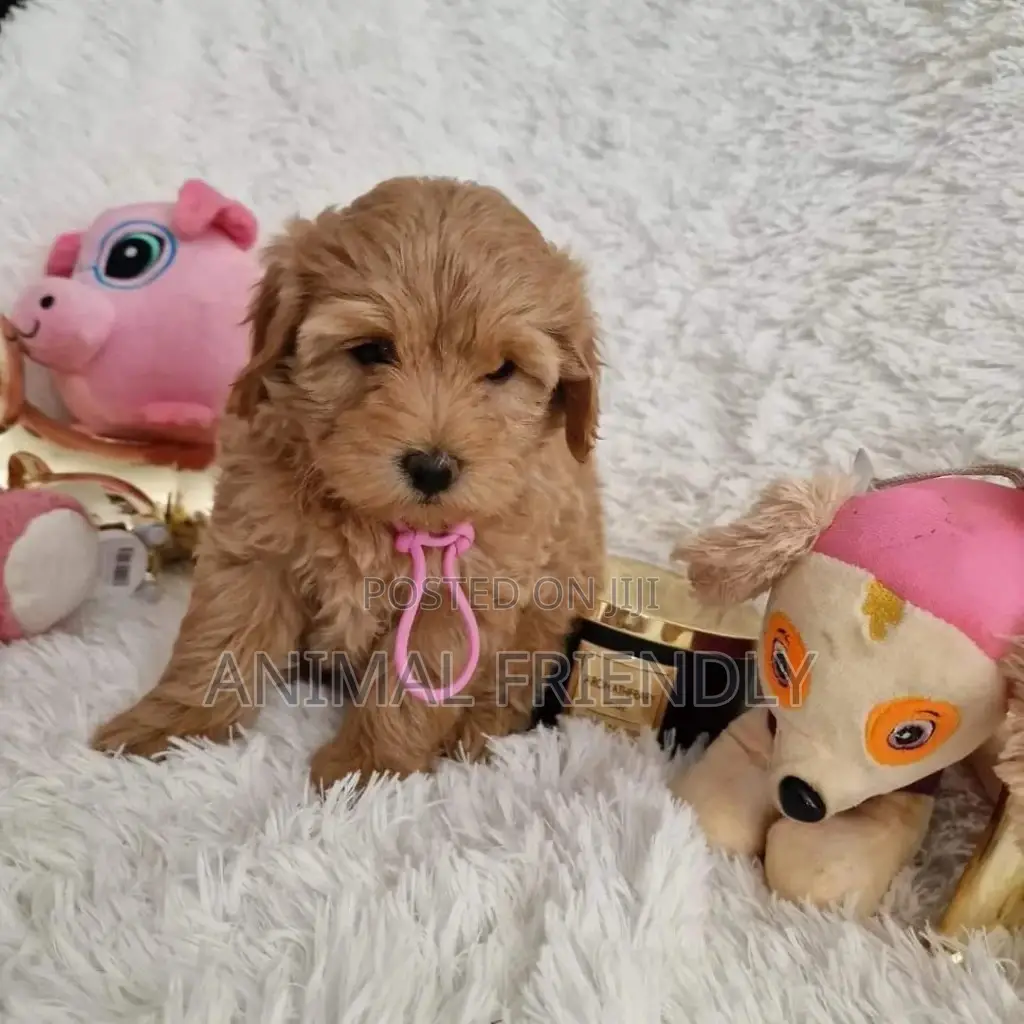 1-3 months Female Purebred Poodle