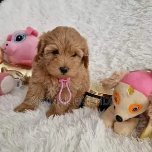 1-3 months Female Purebred Poodle