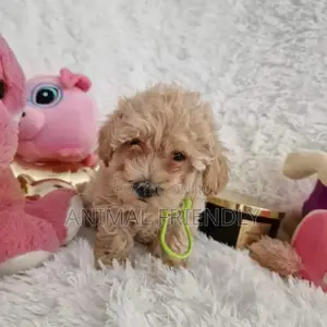 1-3 months Female Purebred Poodle