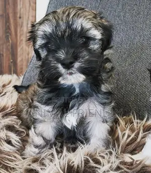 1-3 months Female Purebred Poodle