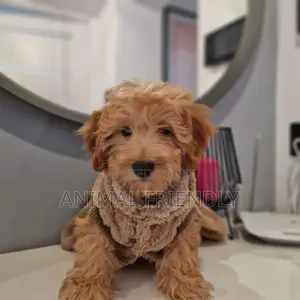 1-3 months Male Purebred Poodle