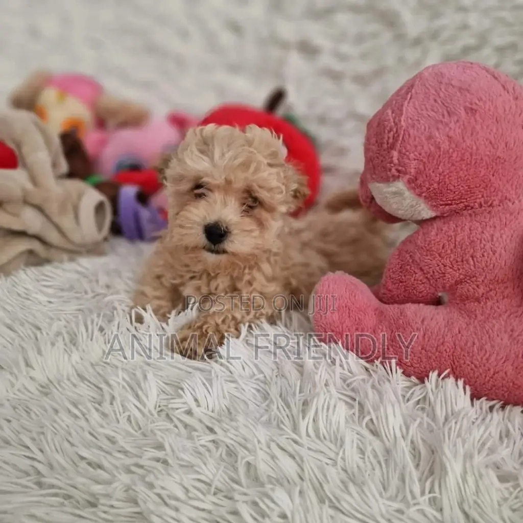 1-3 months Male Purebred Poodle