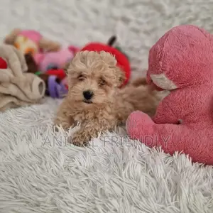 1-3 months Male Purebred Poodle