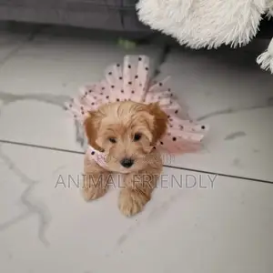 1-3 months Female Purebred Poodle