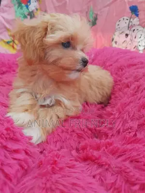 1-3 months Female Purebred Poodle