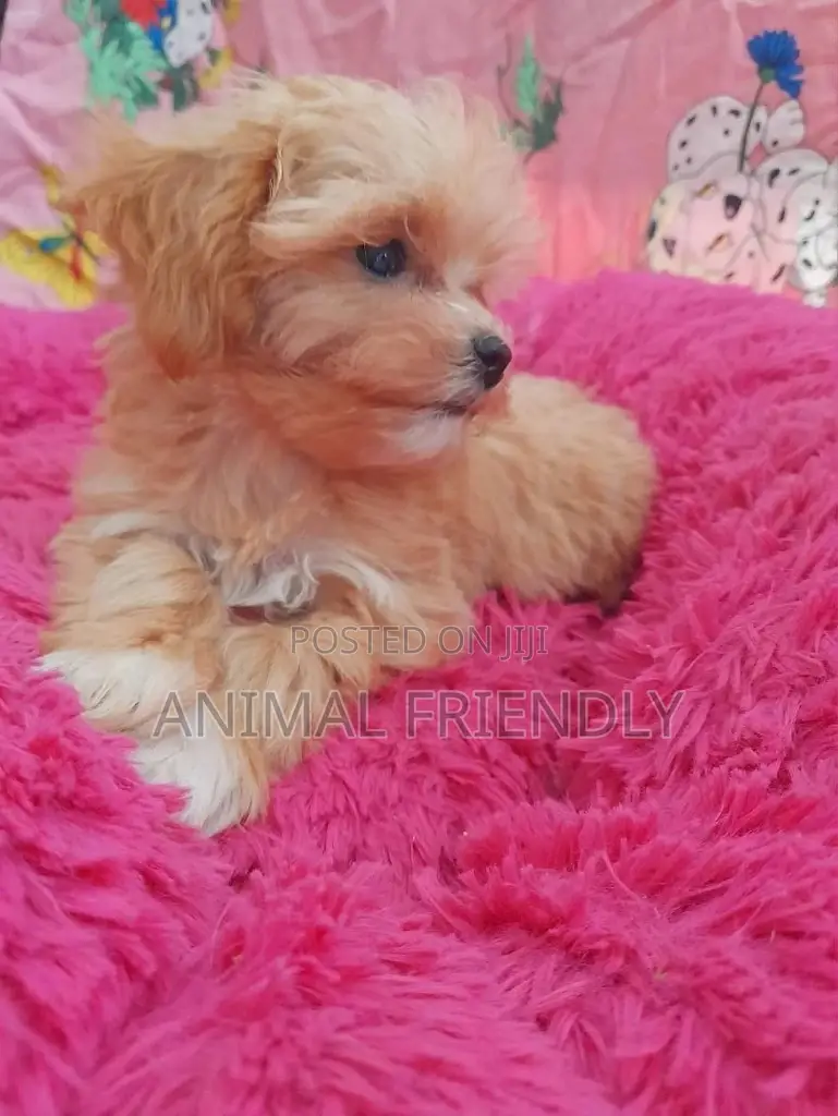 1-3 months Female Purebred Poodle