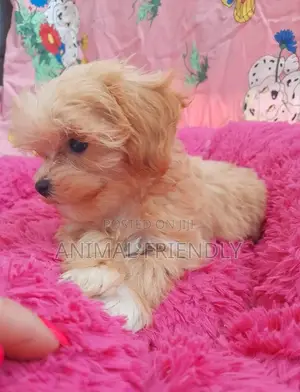 1-3 months Female Purebred Poodle