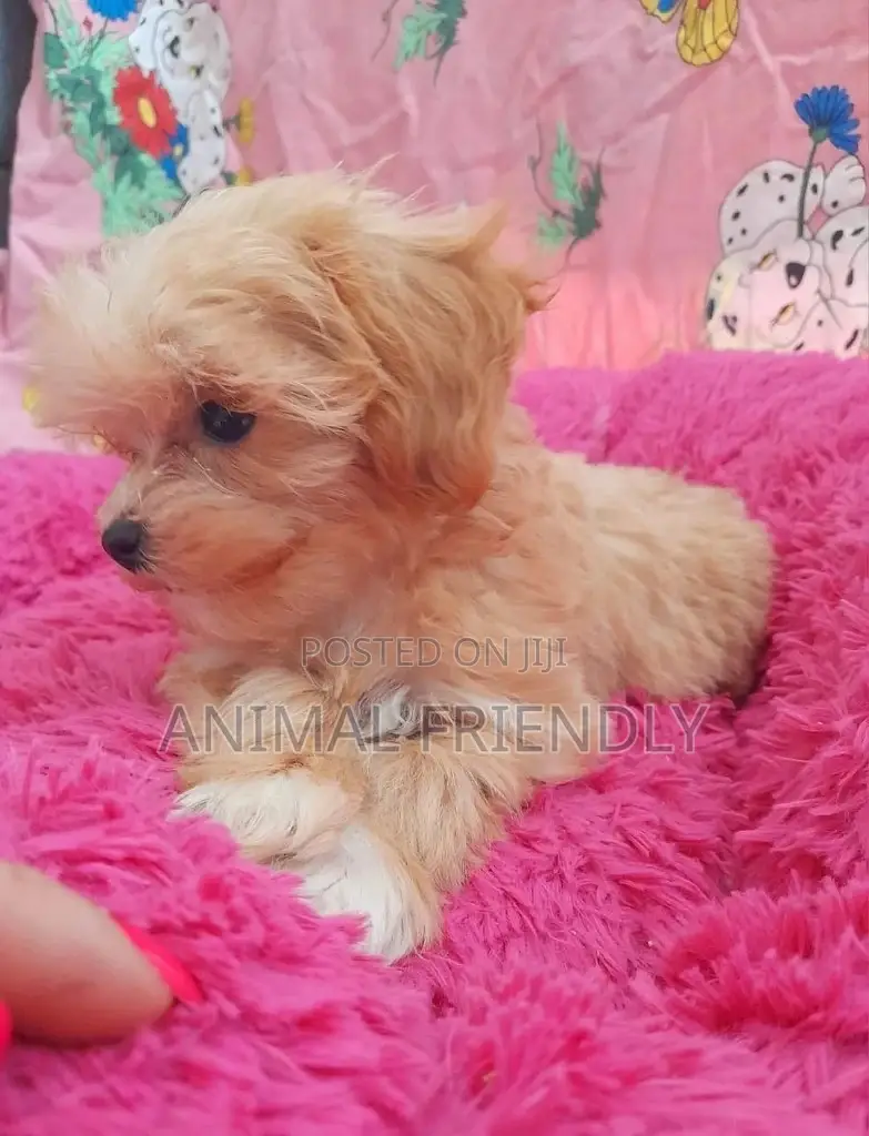 1-3 months Female Purebred Poodle