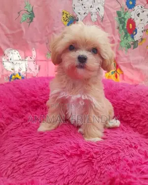 1-3 months Male Purebred Poodle