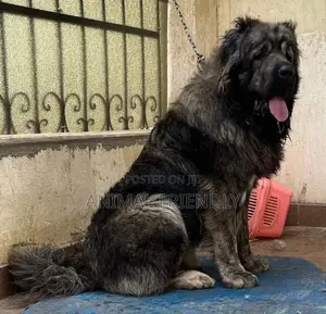 1-3 months Male Purebred Caucasian Shepherd