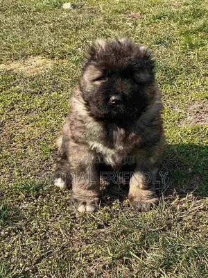1-3 months Female Purebred Caucasian Shepherd
