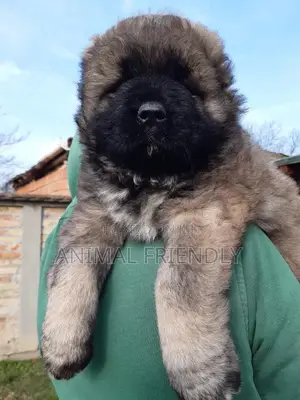1-3 months Female Purebred Caucasian Shepherd