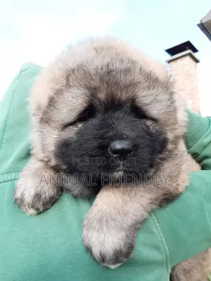 1-3 months Female Purebred Caucasian Shepherd