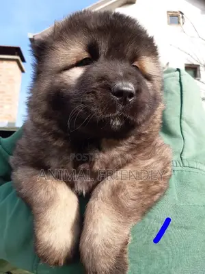1-3 months Male Purebred Caucasian Shepherd