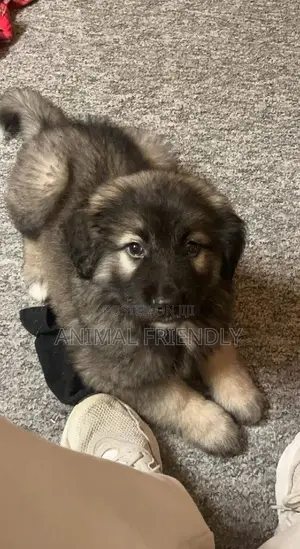 1-3 months Female Purebred Caucasian Shepherd