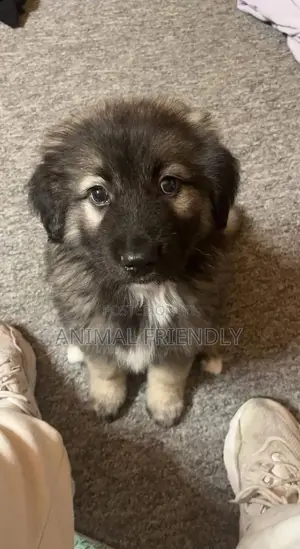 1-3 months Male Purebred Caucasian Shepherd