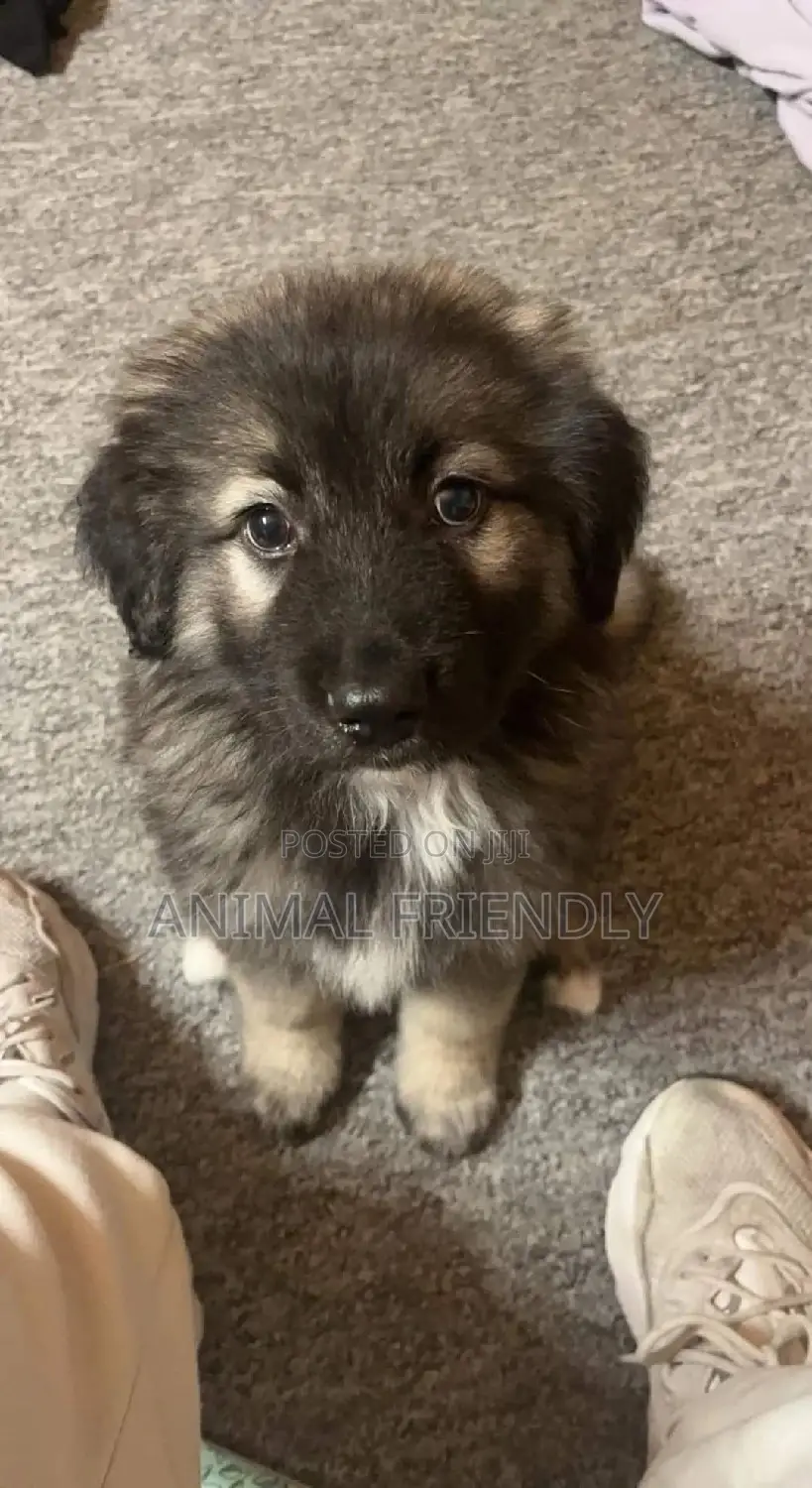 1-3 months Male Purebred Caucasian Shepherd
