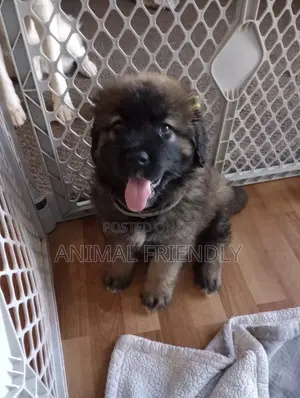 1-3 months Male Purebred Caucasian Shepherd