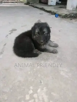 1-3 months Female Purebred Caucasian Shepherd