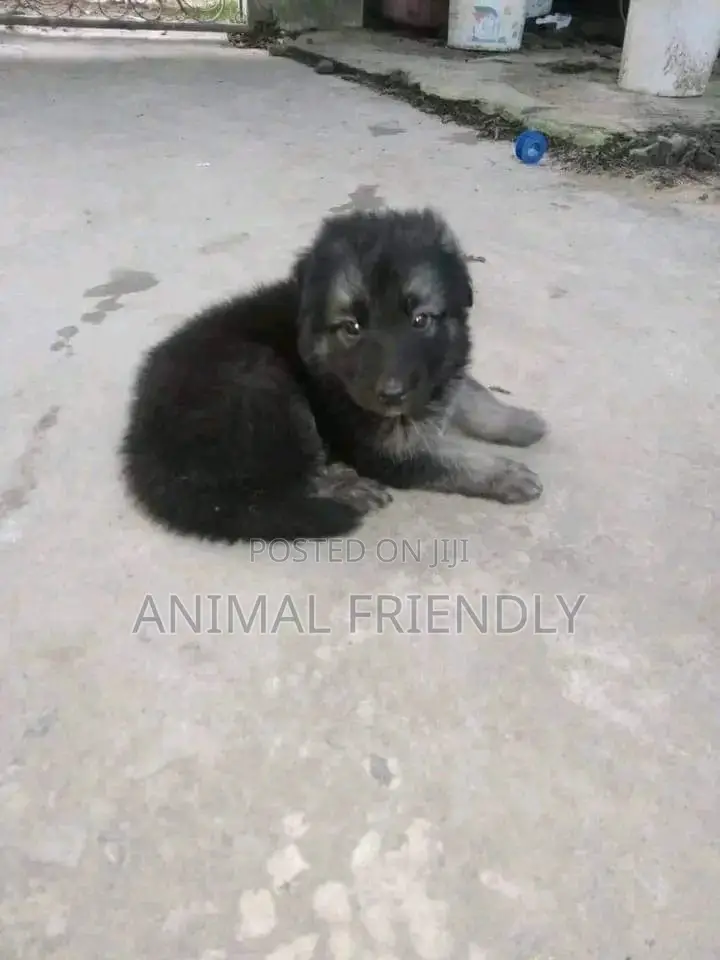 1-3 months Female Purebred Caucasian Shepherd