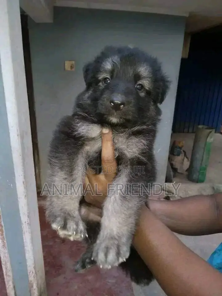 1-3 months Male Purebred Caucasian Shepherd