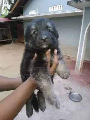 1-3 months Male Purebred Caucasian Shepherd