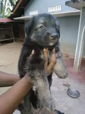 1-3 months Female Purebred Caucasian Shepherd