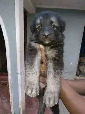 1-3 months Female Purebred Caucasian Shepherd