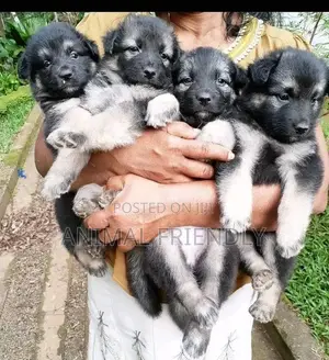 1-3 months Male Purebred Caucasian Shepherd