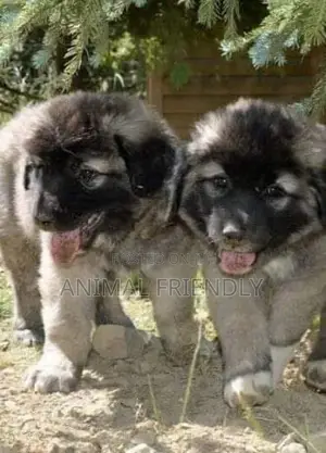 1-3 months Male Purebred Caucasian Shepherd