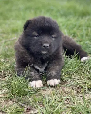 1-3 months Male Purebred Caucasian Shepherd