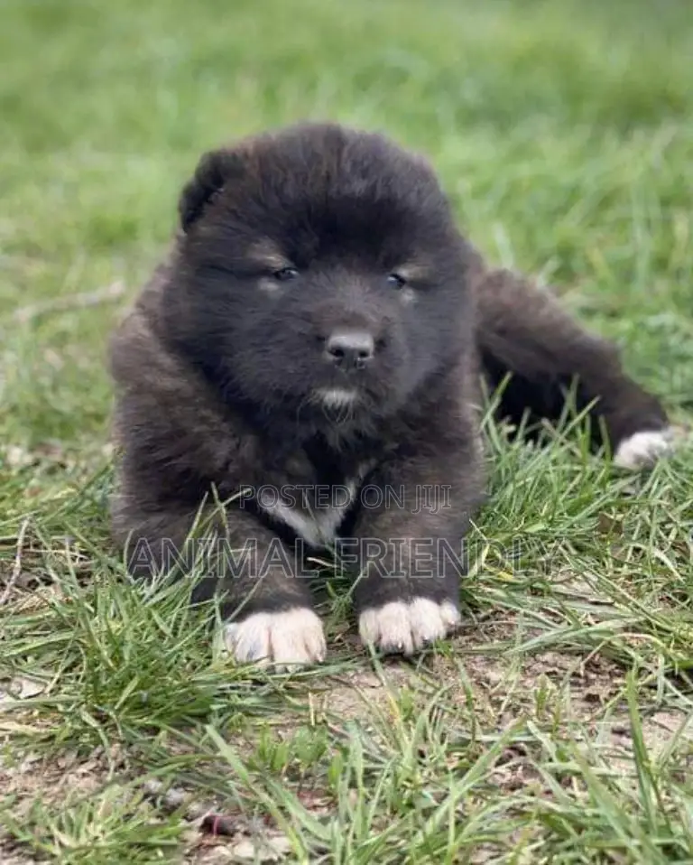1-3 months Male Purebred Caucasian Shepherd