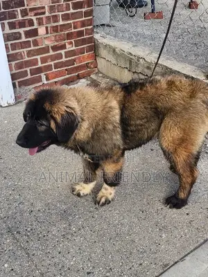1-3 months Female Purebred Caucasian Shepherd