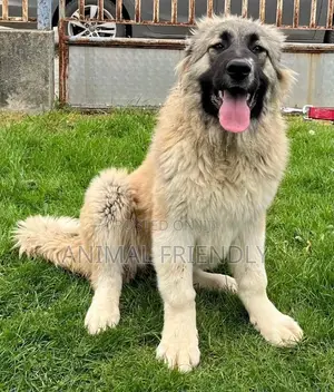1-3 months Male Purebred Caucasian Shepherd