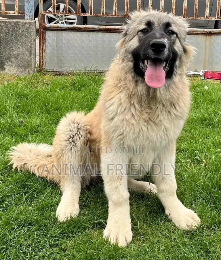 1-3 months Male Purebred Caucasian Shepherd