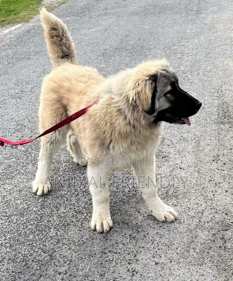 1-3 months Female Purebred Caucasian Shepherd