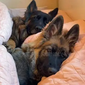 1-3 months Female Purebred German Shepherd