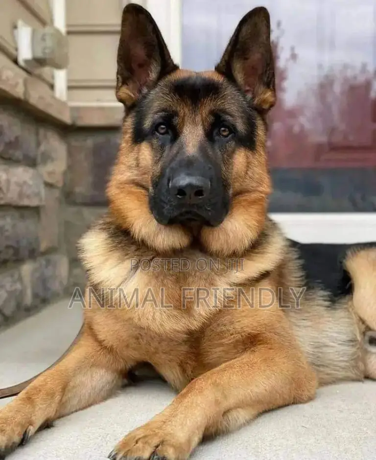 1-3 months Female Purebred German Shepherd