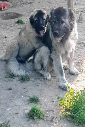 1-3 months Female Purebred Caucasian Shepherd