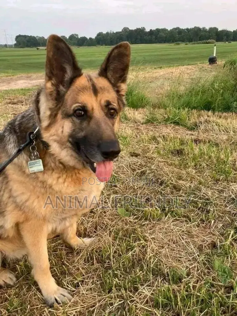 1-3 months Male Purebred German Shepherd