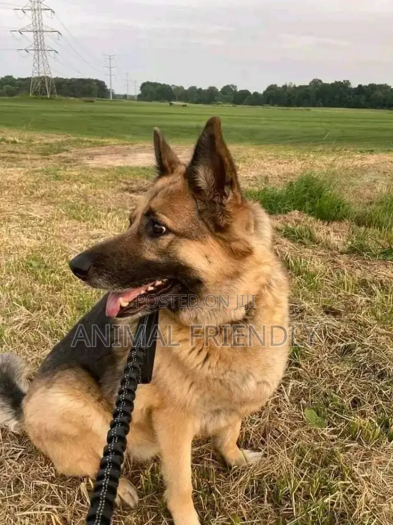 1-3 months Male Purebred German Shepherd
