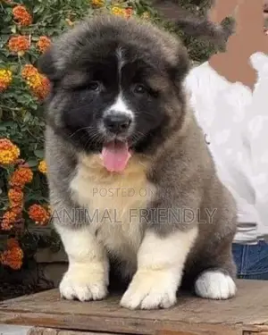 1-3 months Male Purebred Caucasian Shepherd