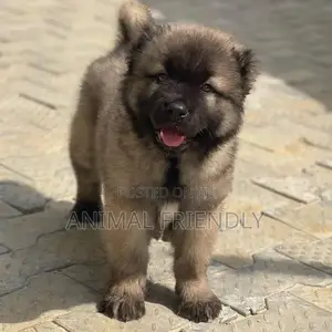 1-3 months Male Purebred Caucasian Shepherd