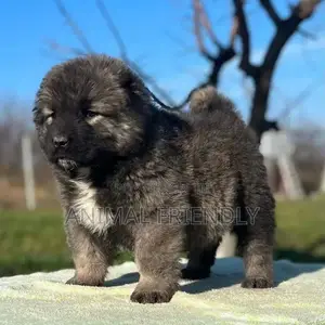 1-3 months Male Purebred Caucasian Shepherd