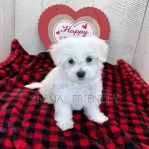 1-3 months Male Purebred Poodle