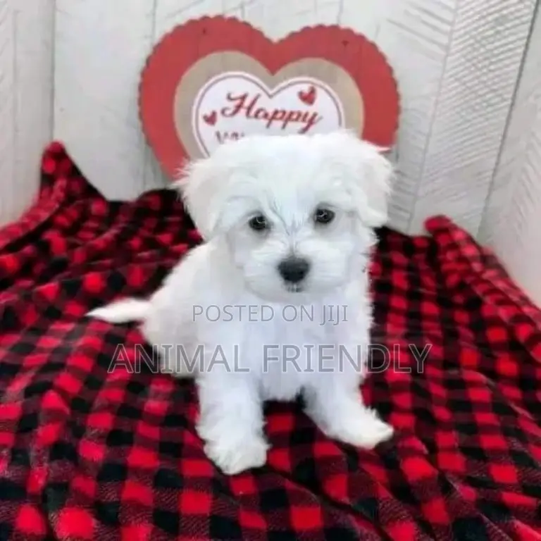 1-3 months Male Purebred Poodle