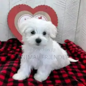 1-3 months Male Purebred Poodle