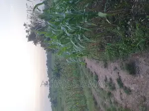 Land for Sale at Brofudro Ampemanim Kokoben
